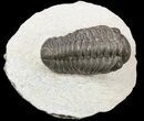 Detailed, Reedops Trilobite Fossil #53219-2